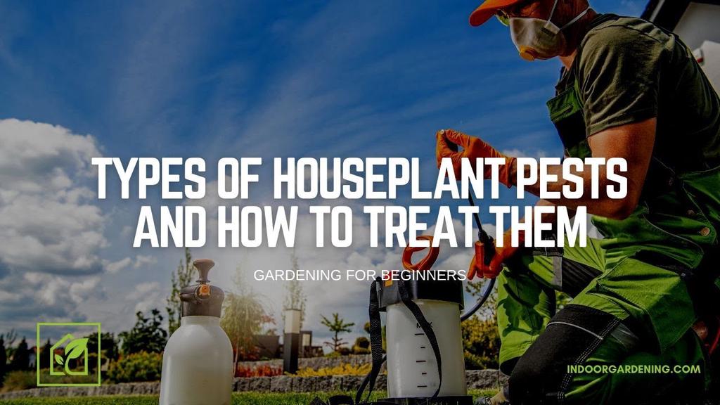'Video thumbnail for House Plant Pests: Save Your Plants From Spider Mites, Thrips, Mealy Bugs, and Fungus Gnats'