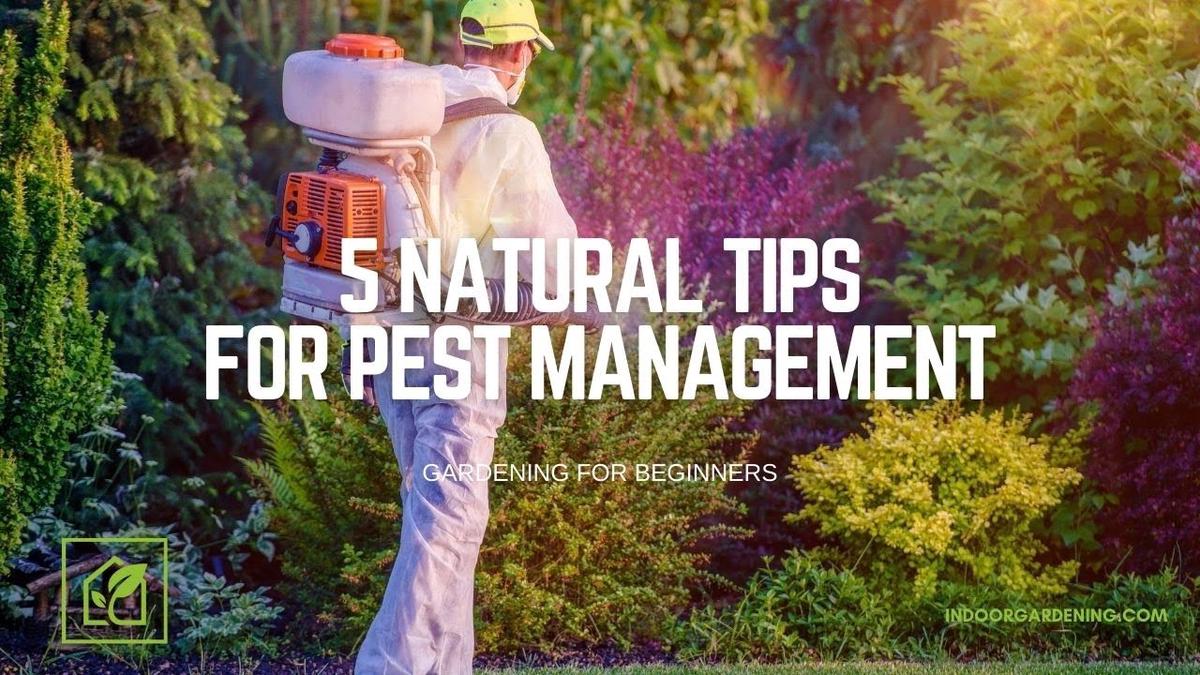 'Video thumbnail for 5 Easy and Natural Tips For Pest Prevention'