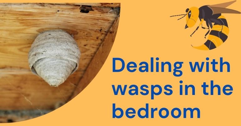 Wasps In Bedroom, Where, Why, How And Removal