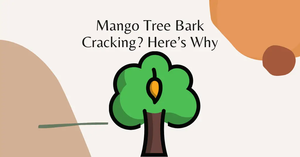 Mango-Tree-Bark-Cracking